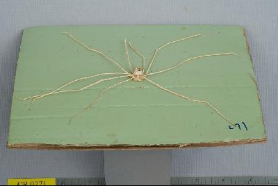 強壯蛛形蟹藏品圖，第3張