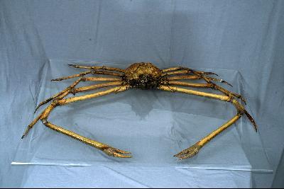 Japanese spider crab Collection Image, Figure 3, Total 5 Figures