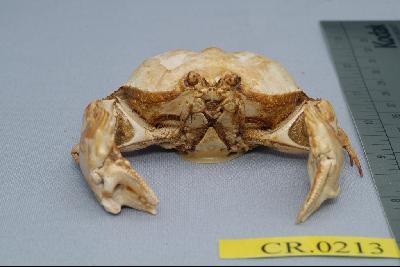 Common box crab Collection Image, Figure 3, Total 6 Figures