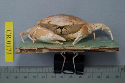 Marbled stone crab Collection Image, Figure 3, Total 6 Figures