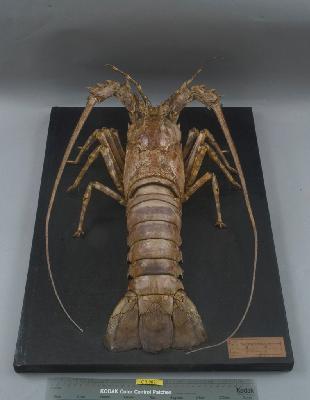 Tropical Rock Lobster Collection Image, Figure 3, Total 5 Figures