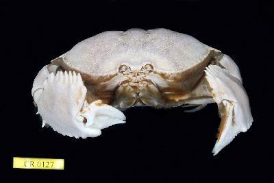 Spectacled box crab Collection Image, Figure 3, Total 3 Figures