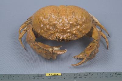 日本饅頭蟹藏品圖，第3張