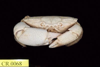 Shore crab Collection Image, Figure 3, Total 3 Figures