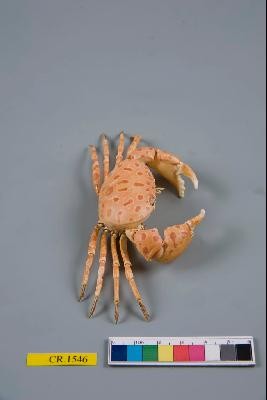 紅斑斗蟹藏品圖，第5張