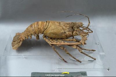 Tropical Rock Lobster Collection Image, Figure 5, Total 6 Figures