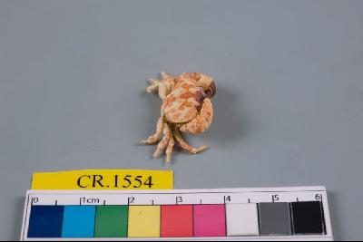 粗掌大權蟹藏品圖，第5張