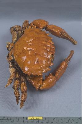 燦爛滑面蟹藏品圖，第5張