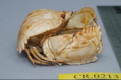 Common box crab Collection Image, Figure 5, Total 6 Figures