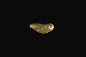 河殼菜蛤(沼蛤)藏品圖，第4張