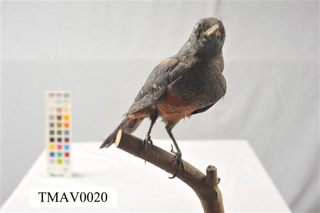 Blue Rock Thrush Collection Image, Figure 8, Total 16 Figures