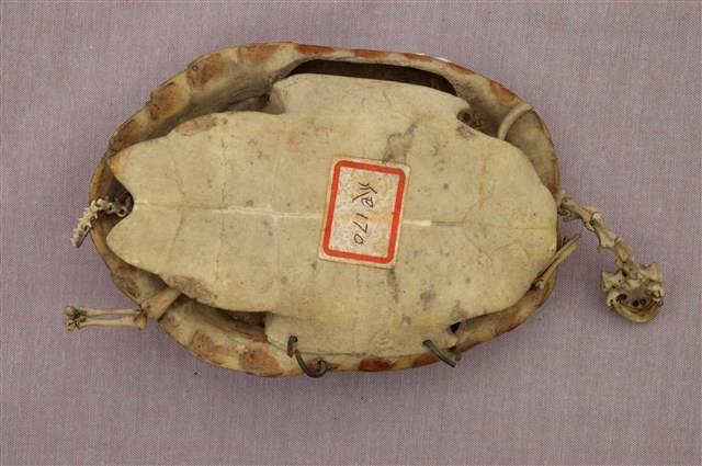 Chinese striped-neck turtle Collection Image, Figure 13, Total 13 Figures