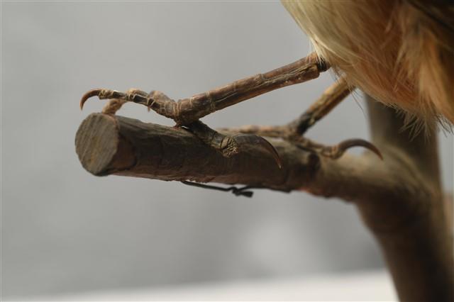 Rufous-backed Shrike Collection Image, Figure 13, Total 14 Figures