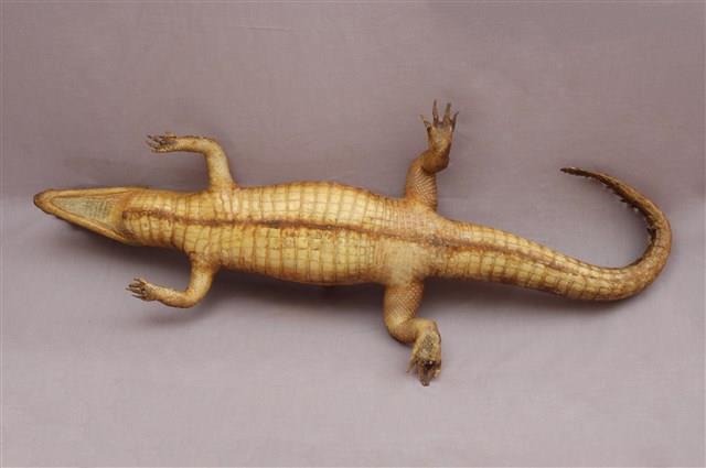 Spectacled caiman Collection Image, Figure 14, Total 15 Figures