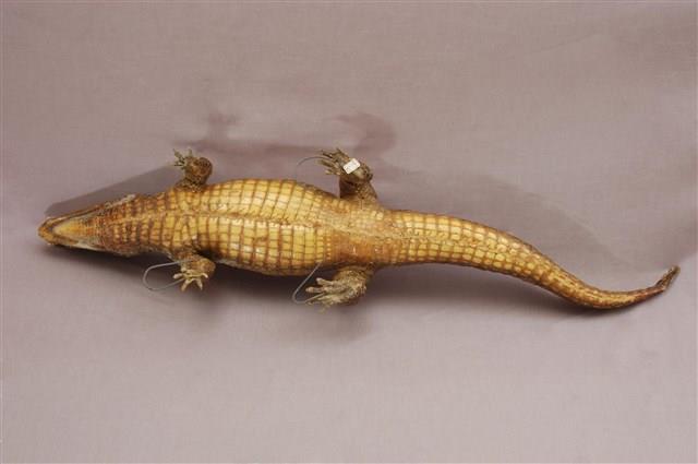 Saltwater Crocodile Collection Image, Figure 14, Total 15 Figures