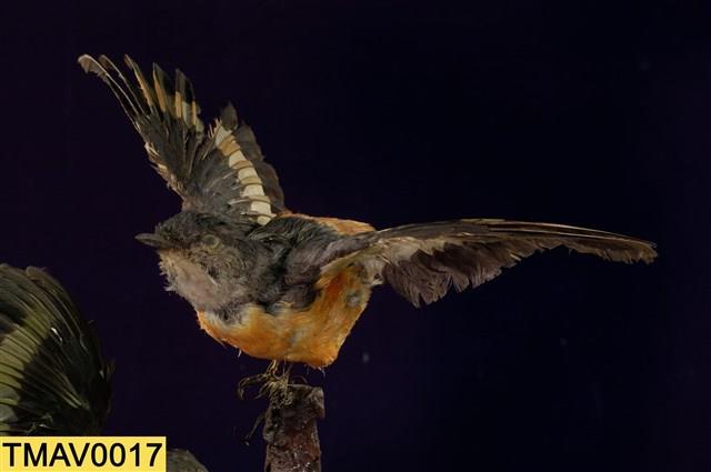 Gray-chinned Minivet Collection Image, Figure 1, Total 11 Figures