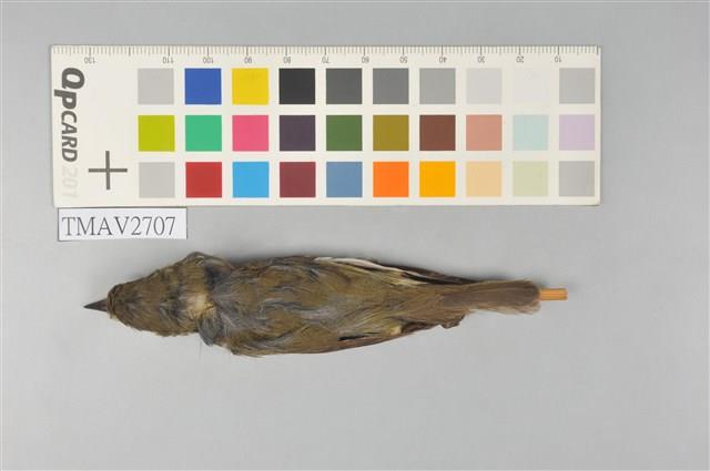 極北柳鶯藏品圖，第9張