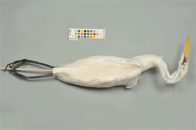 中白鷺藏品圖，第3張