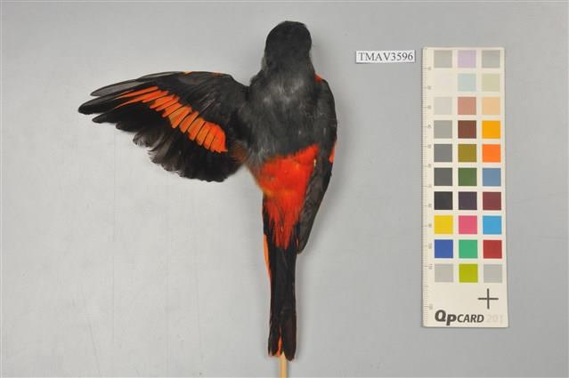 灰喉山椒鳥藏品圖，第3張