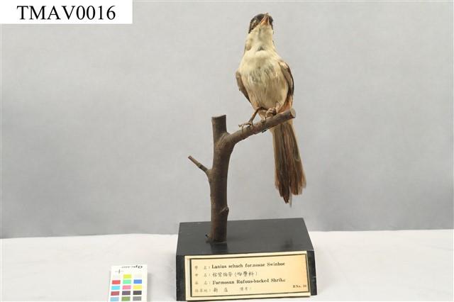 Rufous-backed Shrike Collection Image, Figure 2, Total 14 Figures