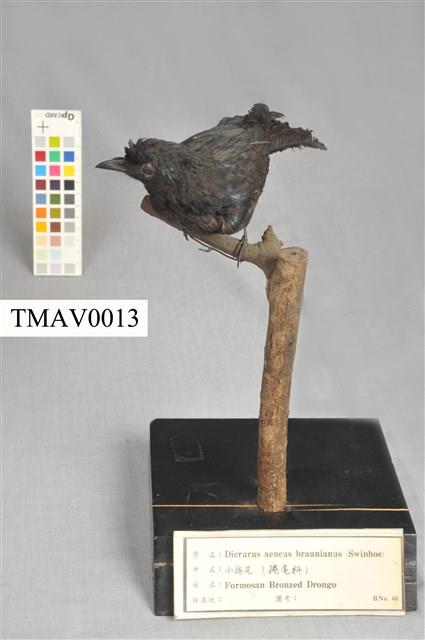 Bronzed Drongo Collection Image, Figure 3, Total 13 Figures