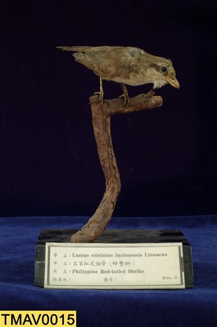 Brown Shrike Collection Image, Figure 1, Total 11 Figures