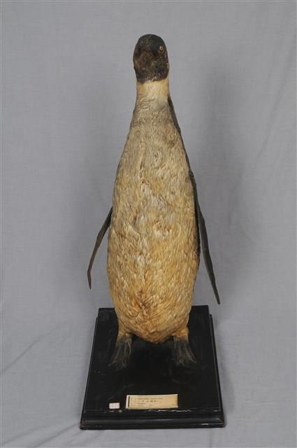 Emperor Penguin Collection Image, Figure 8, Total 11 Figures