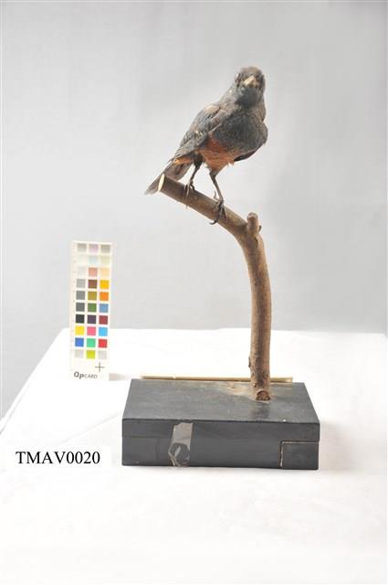 Blue Rock Thrush Collection Image, Figure 3, Total 16 Figures