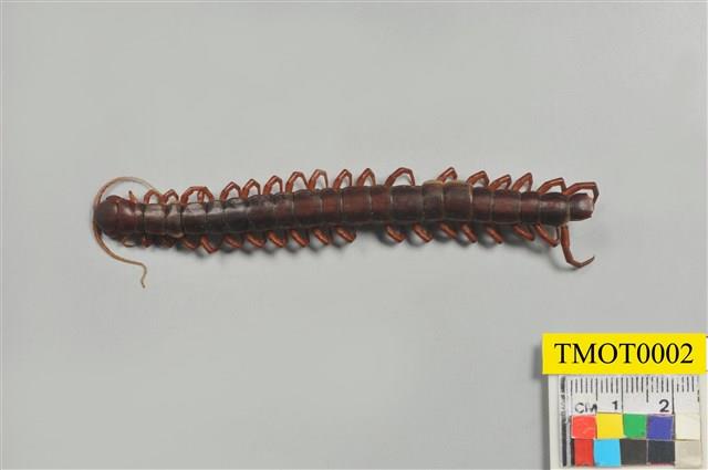 Accession Number:TMOT0002 Collection Image, Figure 1, Total 7 Figures