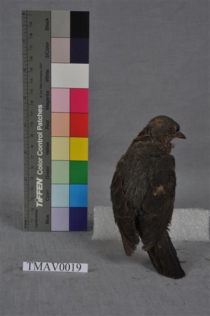 Blue Rock Thrush Collection Image, Figure 3, Total 8 Figures
