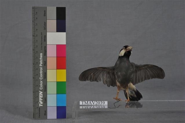 爪哇雀藏品圖，第12張