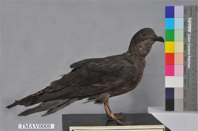Bulwer's Petrel Collection Image, Figure 3, Total 8 Figures