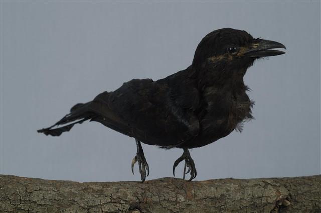 Black Drongo Collection Image, Figure 9, Total 13 Figures