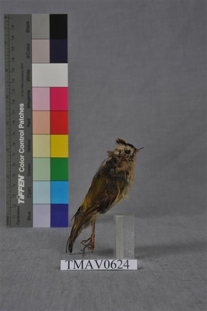 火冠戴菊鳥藏品圖，第1張