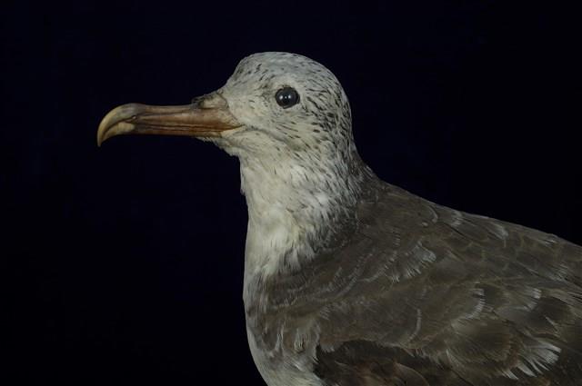 大水薙鳥藏品圖，第13張