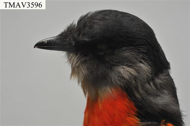 灰喉山椒鳥藏品圖，第6張