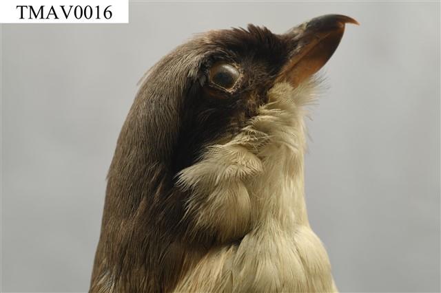 Rufous-backed Shrike Collection Image, Figure 7, Total 14 Figures