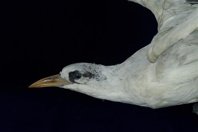 紅尾熱帶鳥藏品圖，第11張