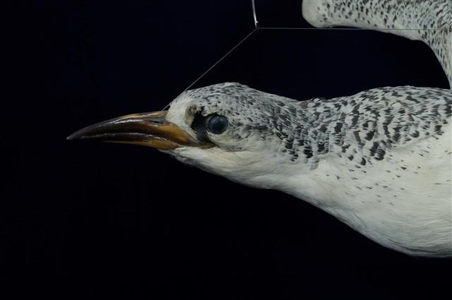 Red-tailed Tropic Bird Collection Image, Figure 13, Total 13 Figures