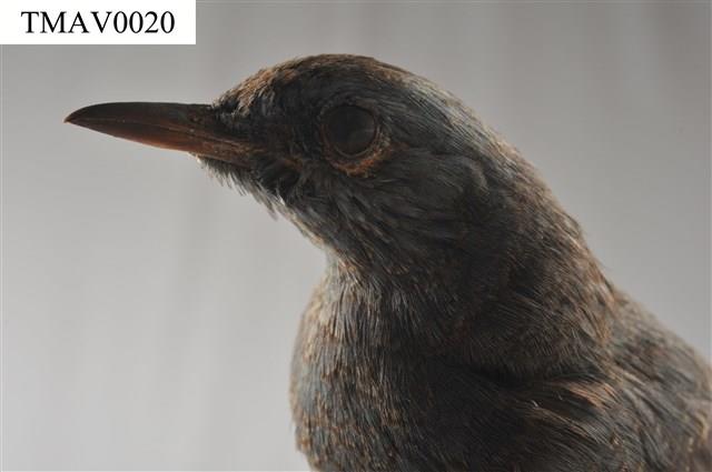 Blue Rock Thrush Collection Image, Figure 11, Total 16 Figures