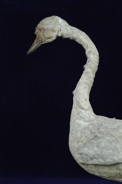 鵠藏品圖，第12張