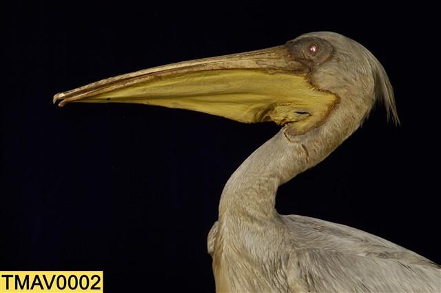 Dalmatian Pelican Collection Image, Figure 10, Total 11 Figures