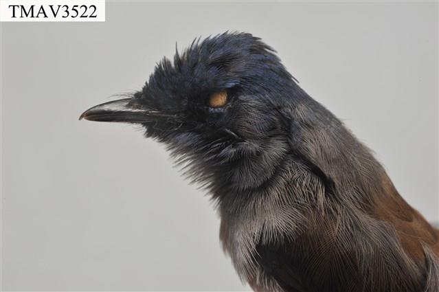 黑枕藍鶲藏品圖，第6張