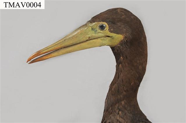 Brown Booby Collection Image, Figure 7, Total 11 Figures