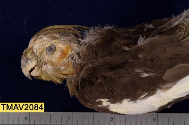 玄鳳鸚鵡-國立臺灣博物館典藏查詢資訊系統-藏品資料-TMAV2084