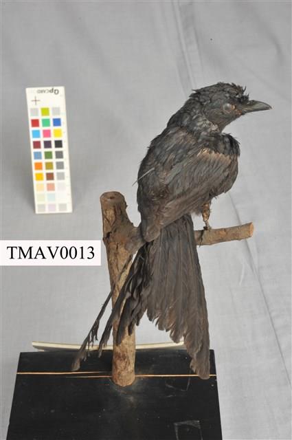 Bronzed Drongo Collection Image, Figure 7, Total 13 Figures
