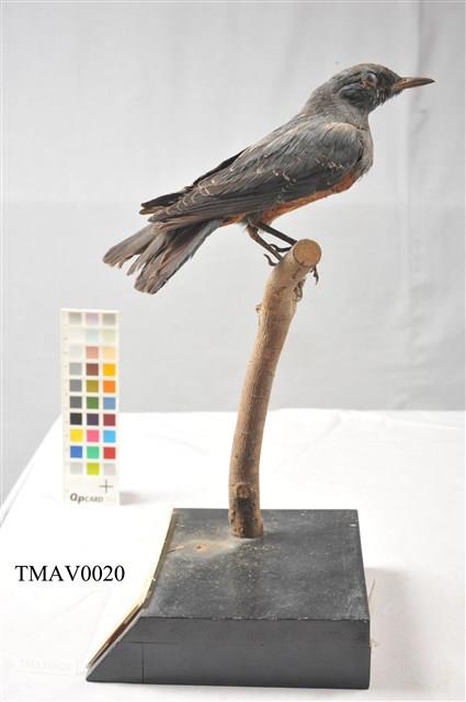 Blue Rock Thrush Collection Image, Figure 7, Total 16 Figures