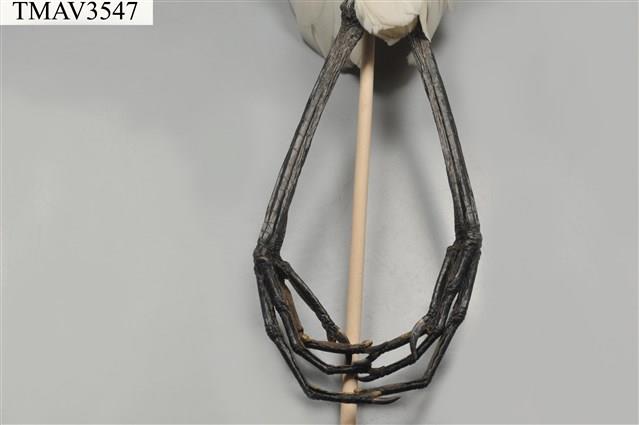 中白鷺藏品圖，第11張