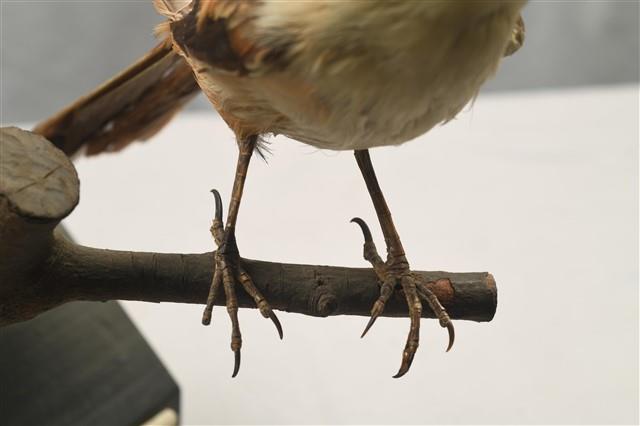 Rufous-backed Shrike Collection Image, Figure 12, Total 14 Figures