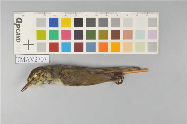 極北柳鶯藏品圖，第1張